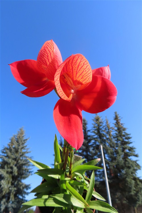Orchidee Disa Hybride – Bild 4