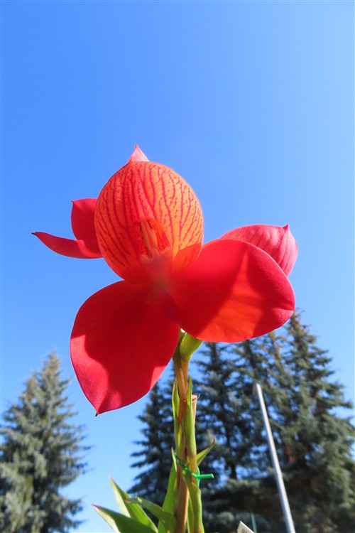 Orchidee Disa Hybride – Bild 5