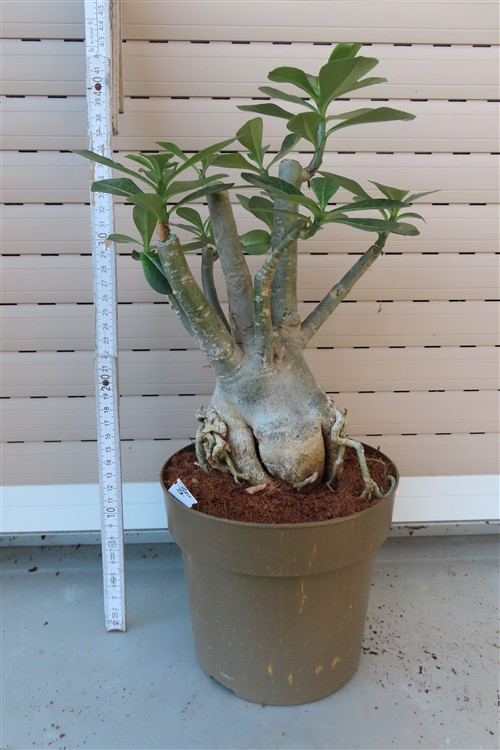 Adenium arabicum – Bild 2