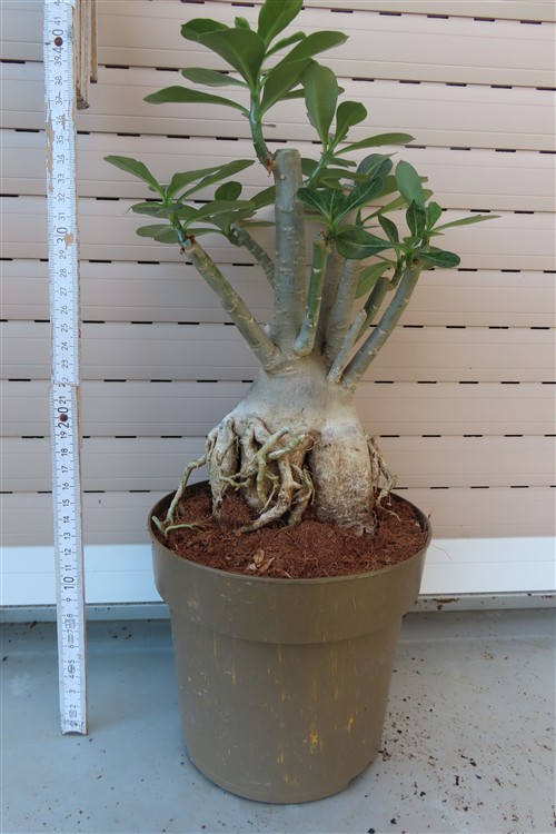 Adenium arabicum – Bild 3
