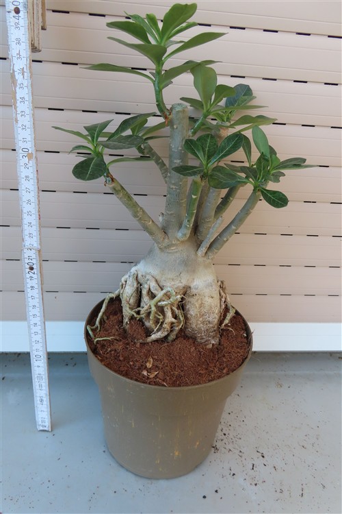 Adenium arabicum – Bild 4