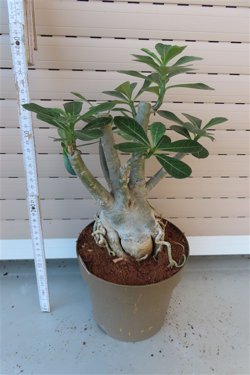 Adenium arabicum – Bild 5