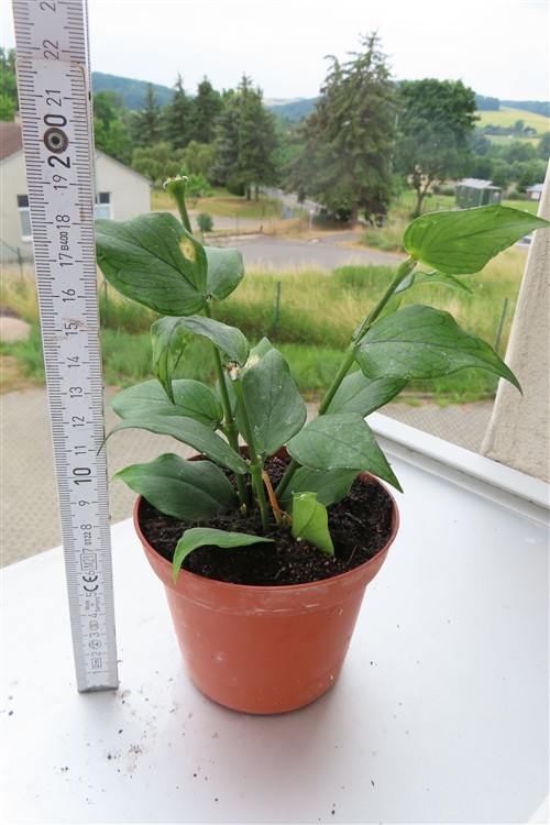 Hoya polyneura – Bild 2