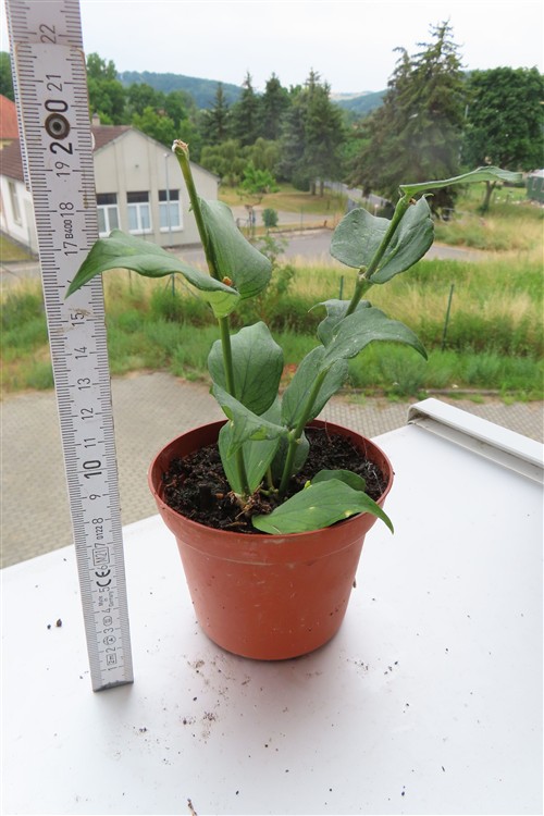 Hoya polyneura – Bild 2