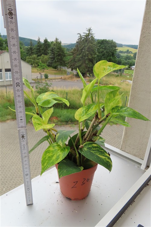 Epipremium Goldfinger – Bild 2