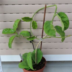 Hoya villosa Vietnam