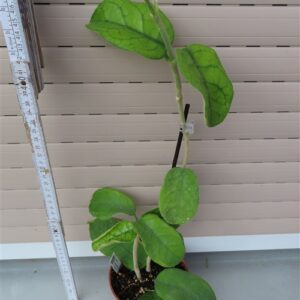 Hoya villosa Vietnam