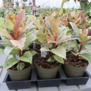 Ficus elasica shivereana