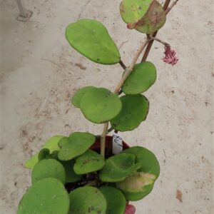 Hoya obovata variegata