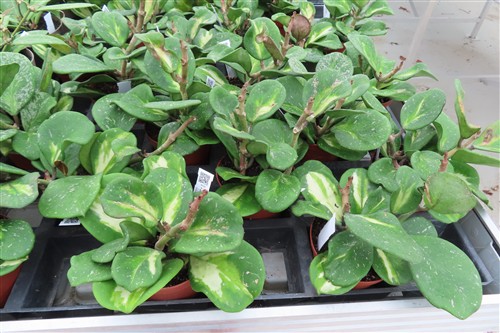 Hoya obovata variegata