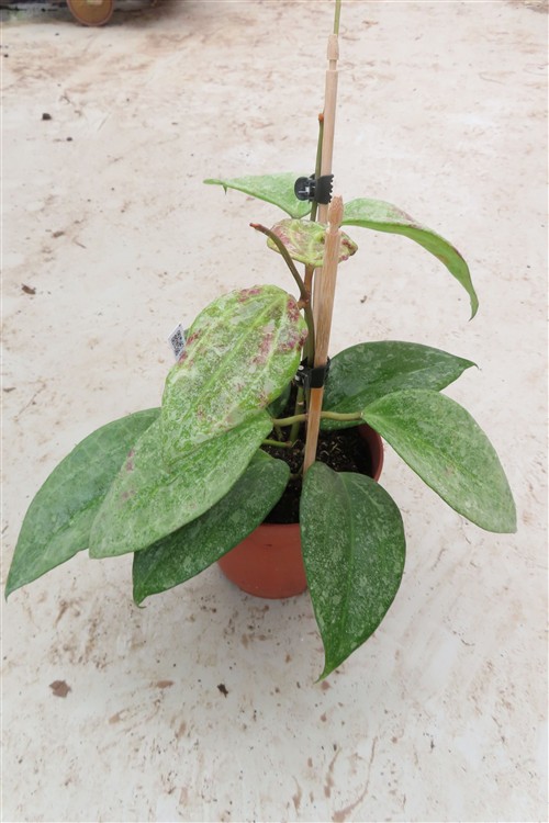Hoya macrophylla Silver