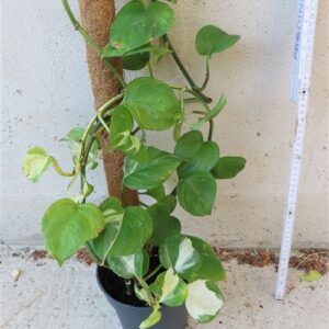 Epipremnum aureum Manjula