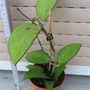 Hoya sp. Malang