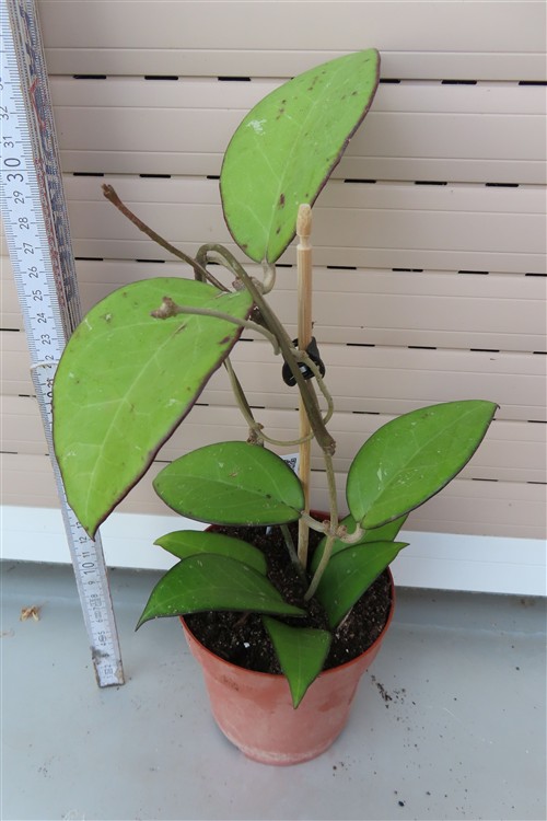 Hoya sp. Malang