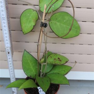 Hoya sp. Malang