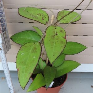 Hoya sp. Malang