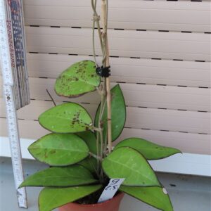 Hoya sp. Malang