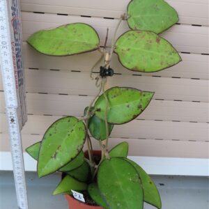 Hoya sp. Malang