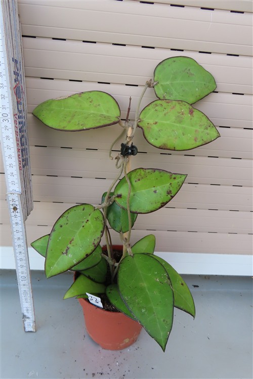 Hoya sp. Malang