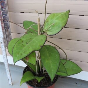 Hoya sp. Malang
