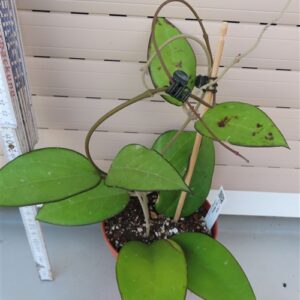 Hoya sp. Malang