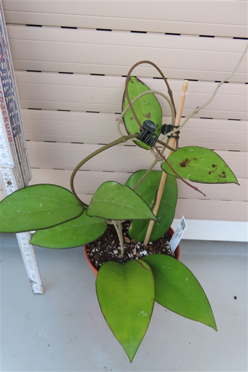 Hoya sp. Malang