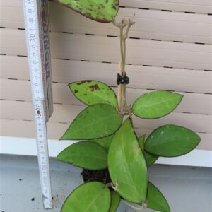 Hoya sp. Malang