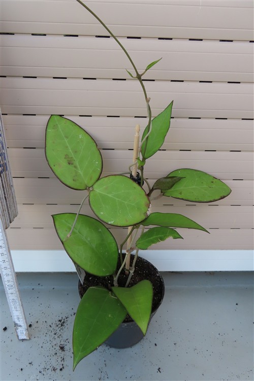 Hoya sp. Malang