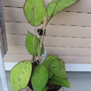 Hoya sp. Malang