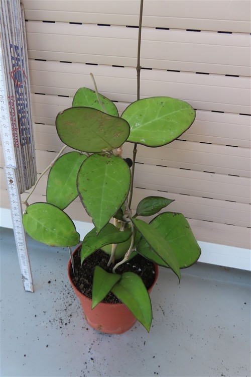 Hoya sp. Malang