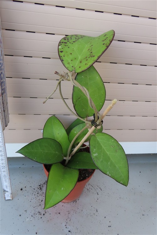 Hoya sp. Malang