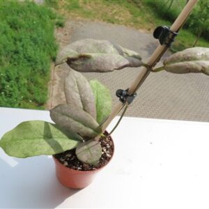 Hoya Mitrata silver