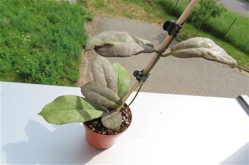 Hoya Mitrata silver