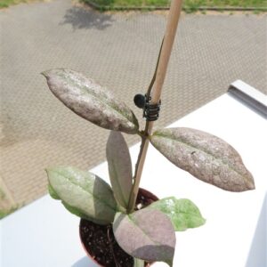 Hoya Mitrata silver
