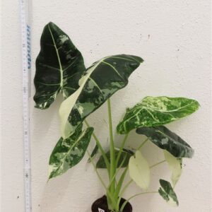 Alocasia frydek variegata