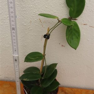 Hoya vangviengiensis
