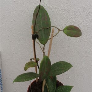 Hoya wibergiae
