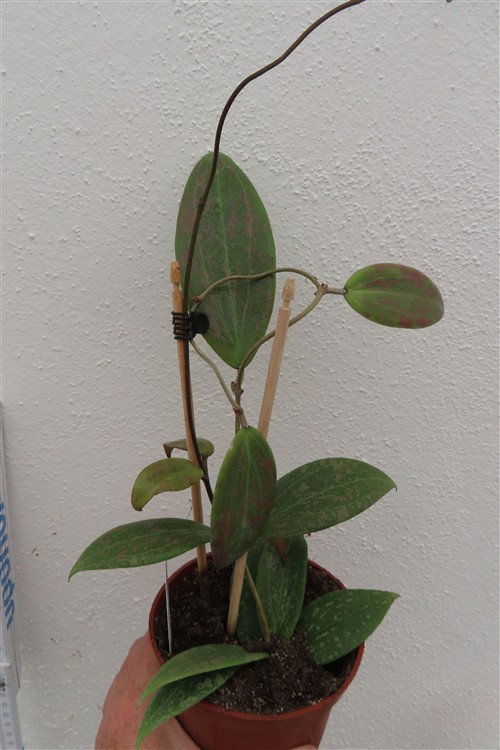 Hoya wibergiae