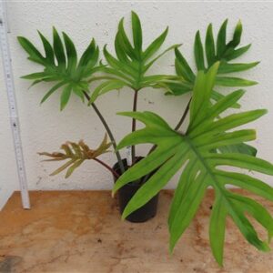 Philodendron Mayoi