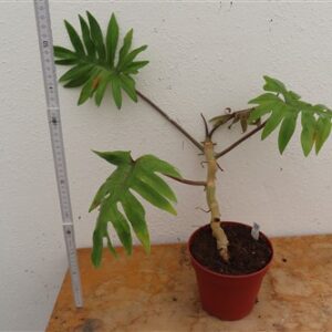Philodendron Mayoi