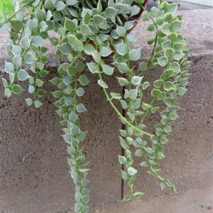 Dischidia ruscifolia variegata