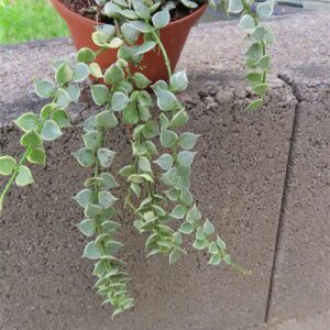 Dischidia ruscifolia variegata