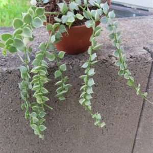 Dischidia ruscifolia variegata