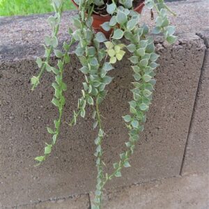 Dischidia ruscifolia variegata