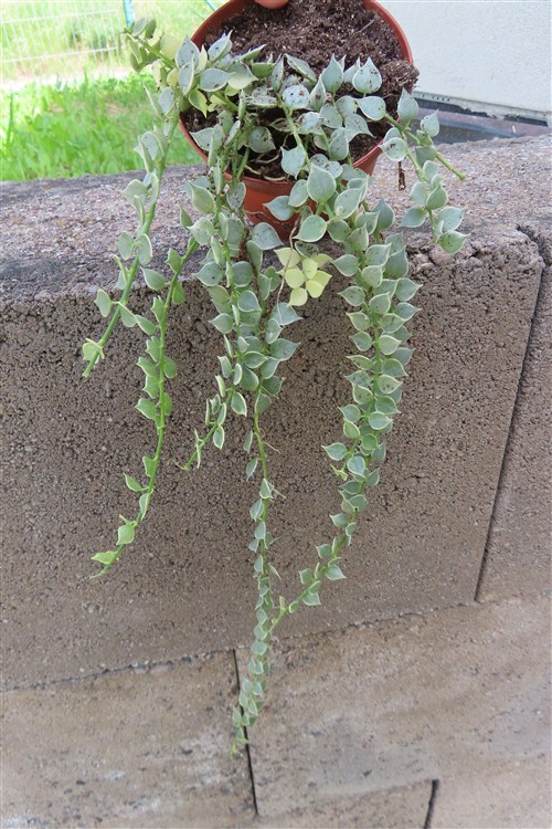 Dischidia ruscifolia variegata
