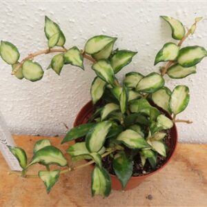 Hoya sp. Bruno