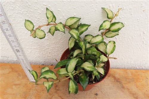 Hoya sp. Bruno