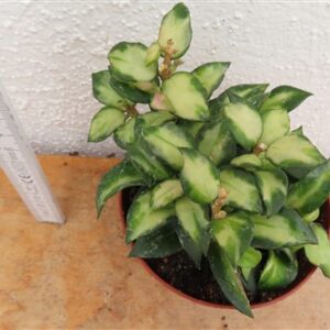 Hoya sp. Bruno