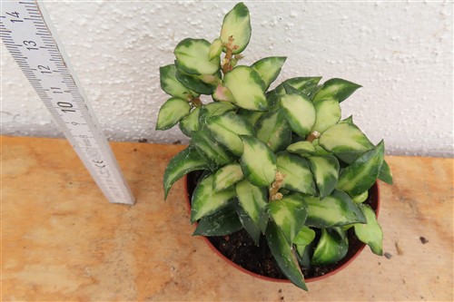 Hoya sp. Bruno