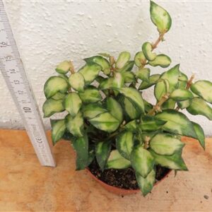 Hoya sp. Bruno